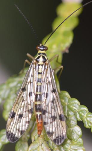 Panorpa germanica